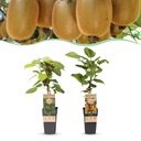 Fruit Plant - Actinidia Weiki & Hayward - Kiwi Plant - 1 Male - 1 Female - Plants - Green - Pot 15cm - Height 50cm