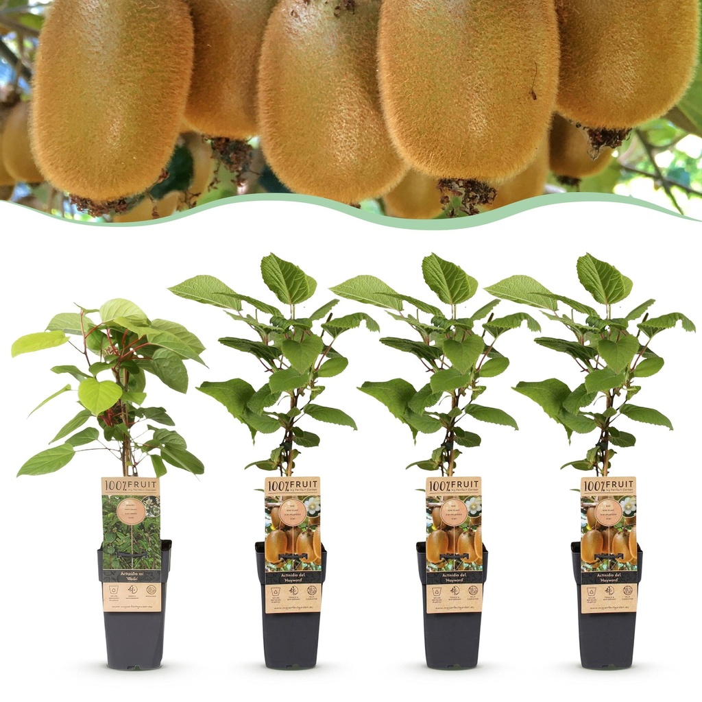 Fruit Plant - Actinidia Weiki & Hayward - Kiwi Plant - 1 Male - 3 Female - Plants - Green - Pot 15cm - Height 50cm