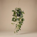 Fittonia - Hängend im Topf - 70 cm - Künstlich