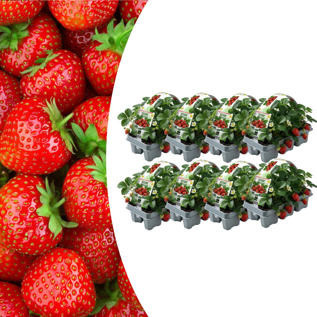 Erdbeeren, 6er-Pack (Fragaria), 100 % biologisch