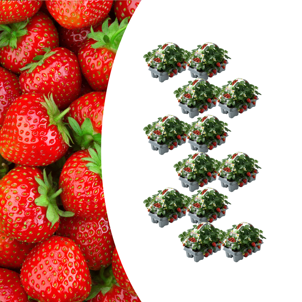 Erdbeeren – 12× 6er-Pack (Fragaria) – 72 Pflanzen – 100 % biologisch