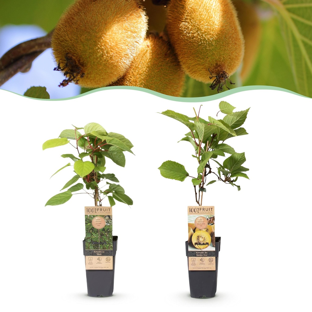 Obstpflanze - Actinidia Weiki & Golden Kiwi - Kiwipflanze - 1 Männlich - 1 Weiblich - Pflanzen - Gelb - Topf 15cm - Höhe 50cm