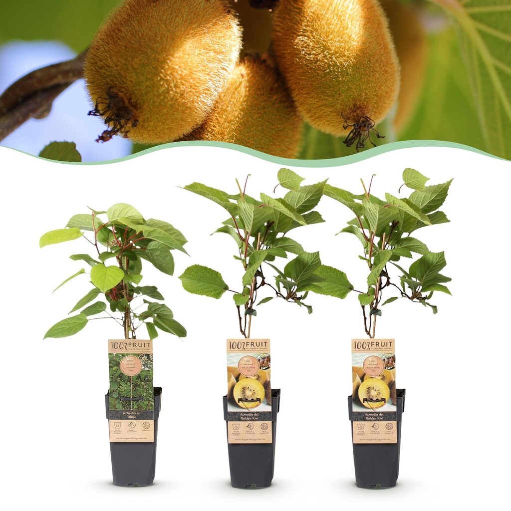 Obstpflanze - Actinidia Weiki & Golden Kiwi - Kiwi-Pflanze - 1 Männlich - 2 Weiblich - Pflanzen - Gelb - Topf 15cm - Höhe 50cm