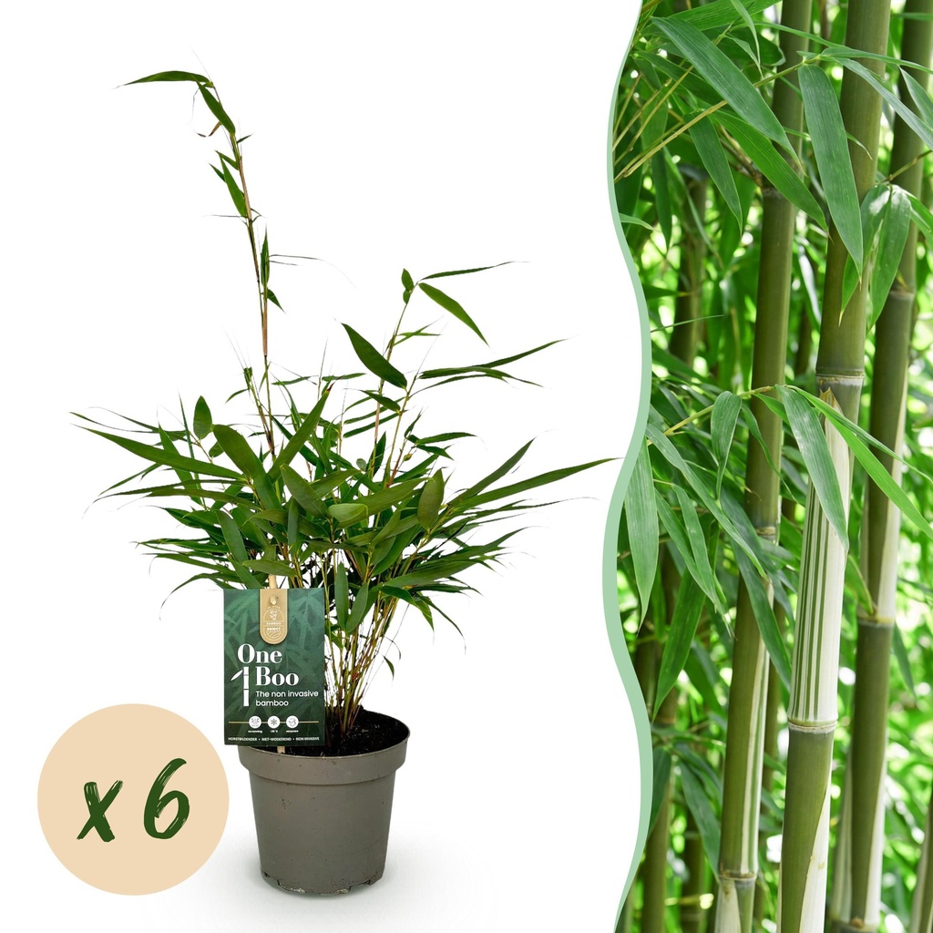 Bambus - Fargesia robusta Pingwu - Immergrün - Nicht invasive - Grün - 6 Pflanzen - Topf 14cm - Höhe 35cm