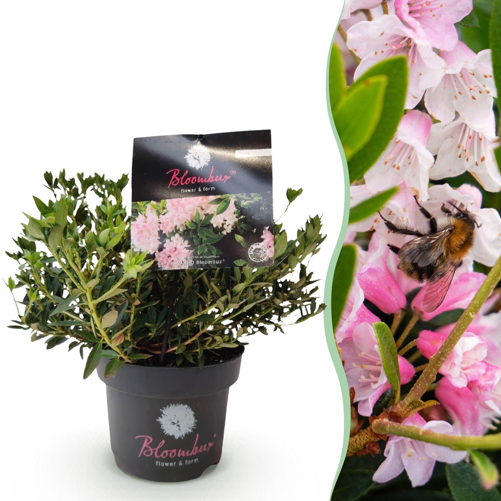 Zwerg-Rhododendron - Rhododendron Bloombux Licht Pink - Blühender Buxus - Wenig Pflege - Helle Rosa Blüte - 1 Pflanze - Topf 17 cm - Höhe 30-40 cm