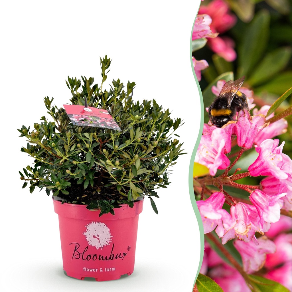Zwerg-Rhododendron - Rhododendron Bloombux Magenta - Blühender Buchsbaum - Wenig Pflege - Rosa Blüte - 1 Pflanze - Topf 23cm - Höhe 45-55cm