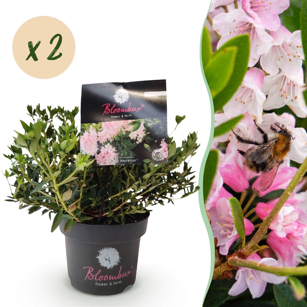 Zwerg-Rhododendron - Rhododendron Bloombux Light Pink - Blühende Buxus - Wenig Pflege - Hellrosa Blüte - 2 Pflanzen - Topf 17cm - Höhe 30-40cm