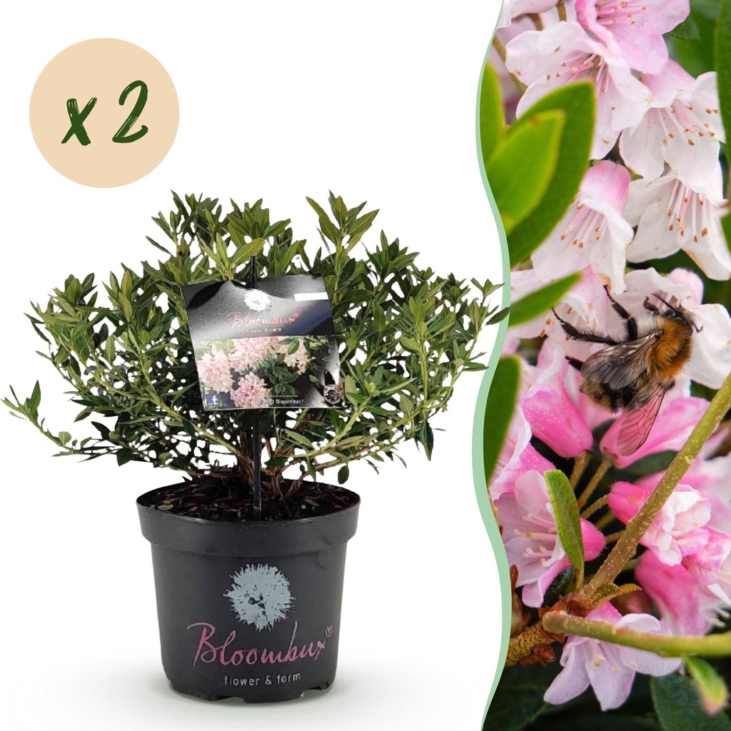 Zwerg-Rhododendron - Rhododendron Bloombux Light Pink - Blühende Buxus - Wenig Pflege - Hellrosa Blüte - 2 Pflanzen - Topf 23cm - Höhe 45-55cm