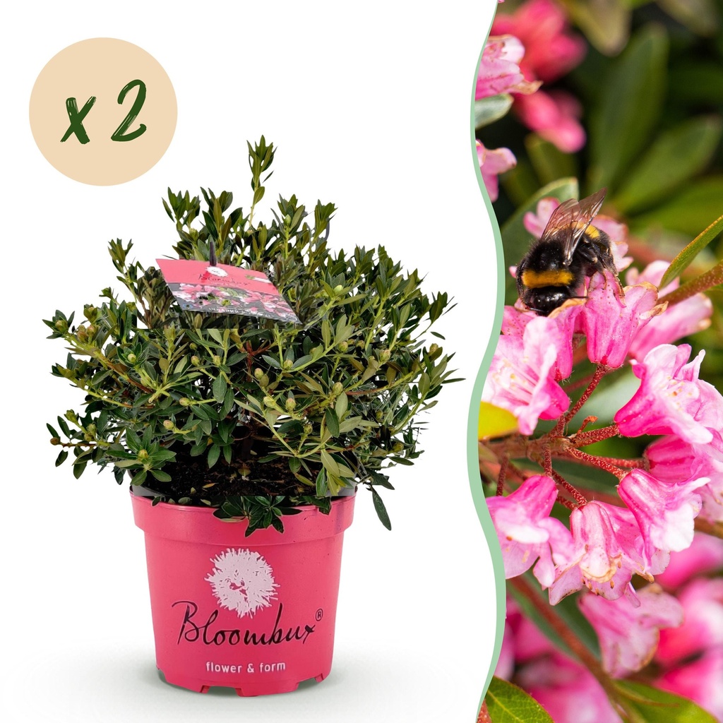 Zwerg-Rhododendron - Rhododendron Bloombux Magenta - Blühende Buxus - Wenig Pflege - Rosa Blüte - 2 Pflanzen - Topf 23cm - Höhe 45-55cm