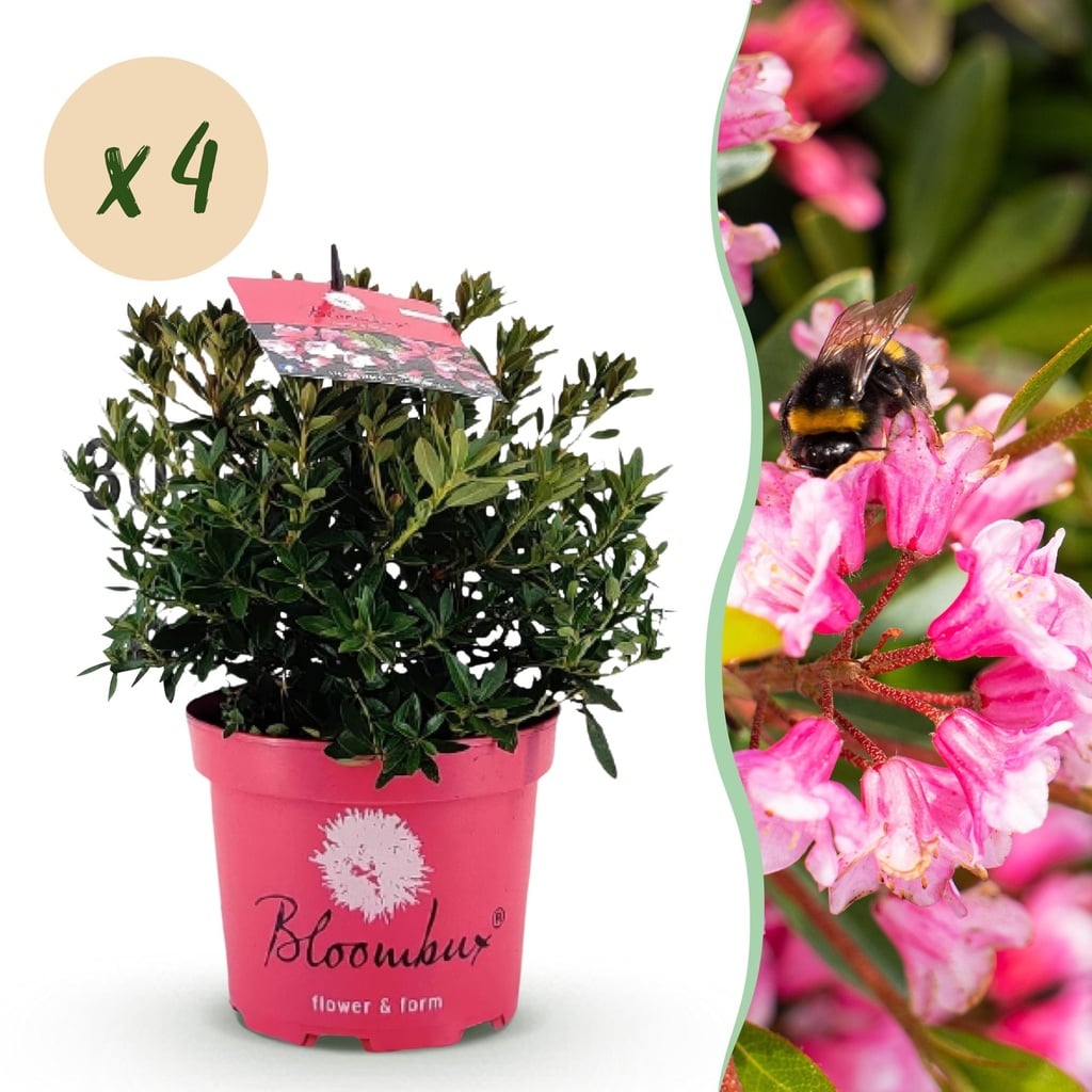 Zwerg-Rhododendron - Rhododendron Bloombux Magenta - Blühender Buchsbaum - Geringer Pflegeaufwand - Rosa Blüte - 4 Pflanzen - Topf 17cm - Höhe 30-40cm