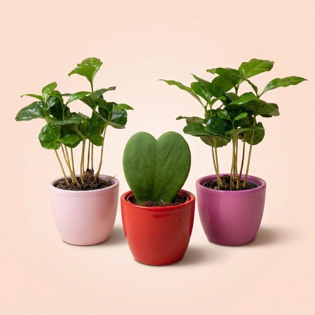 Pflanzen set von 3 mit mini topf - Love - Coffea Arabica - rosa/rot - Ø 6 cm