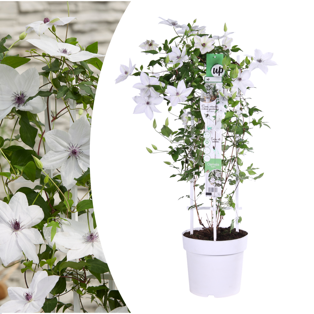 Waldrebe (Clematis) – winterharte Kletterpflanze, Höhe ca. 23 cm