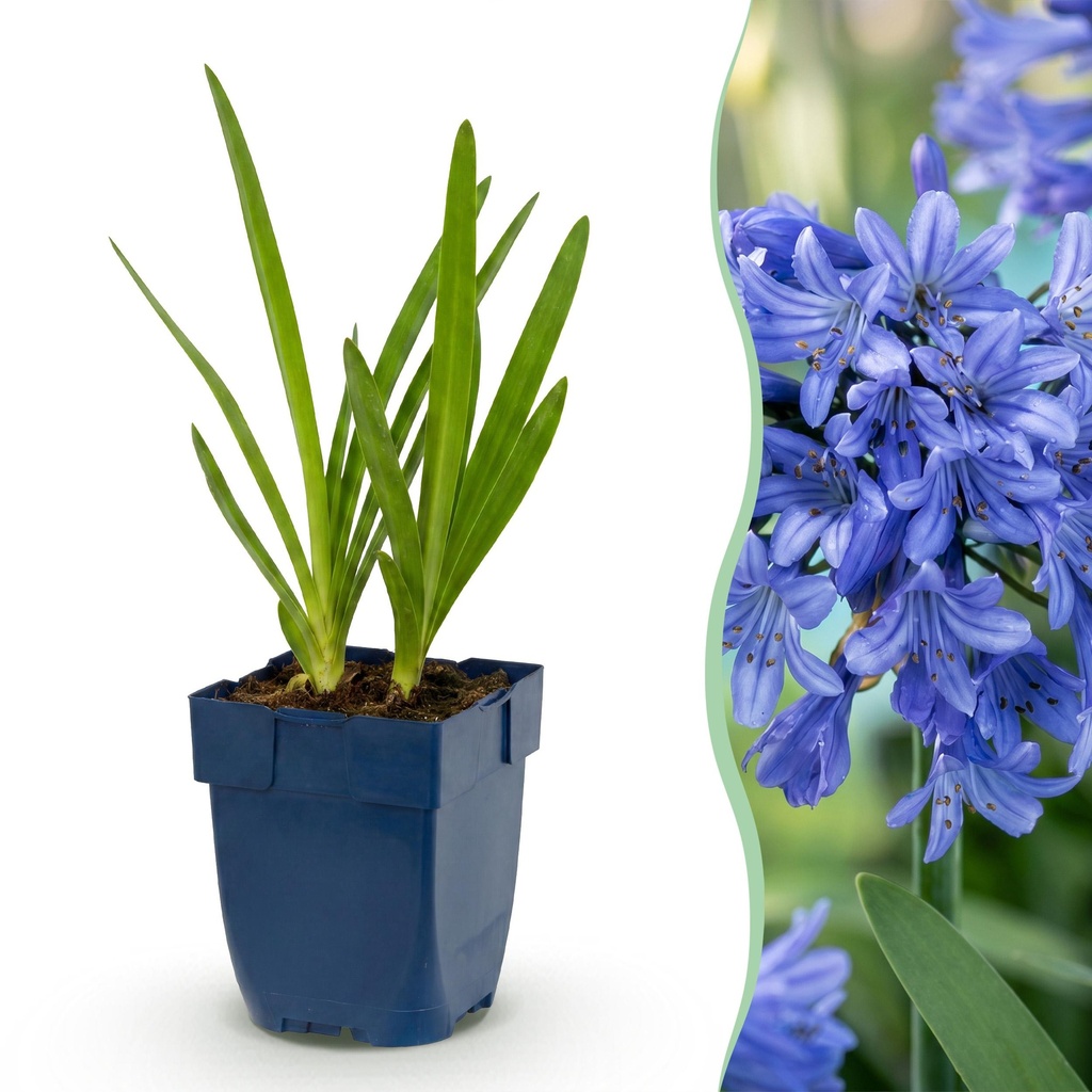 Stauden - Agapanthus africanus - Afrikanische Lilie - Bienen- und Schmetterlingsmagnet - Blau - 1 Pflanze - Topf 11cm - Höhe 15-25cm