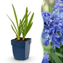 Stauden - Agapanthus africanus - Afrikanische Lilie - Bienen- und Schmetterlingsmagnet - Blau - 1 Pflanze - Topf 11cm - Höhe 15-25cm