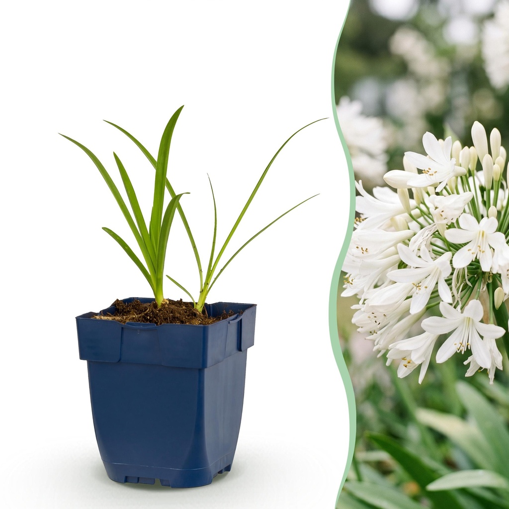 Staude - Agapanthus africanus Albus - Afrikanische Lilie - Bienen- und Schmetterlingsanzieher - Weiß - 1 Pflanze - Topf 11cm - Höhe 15-25cm