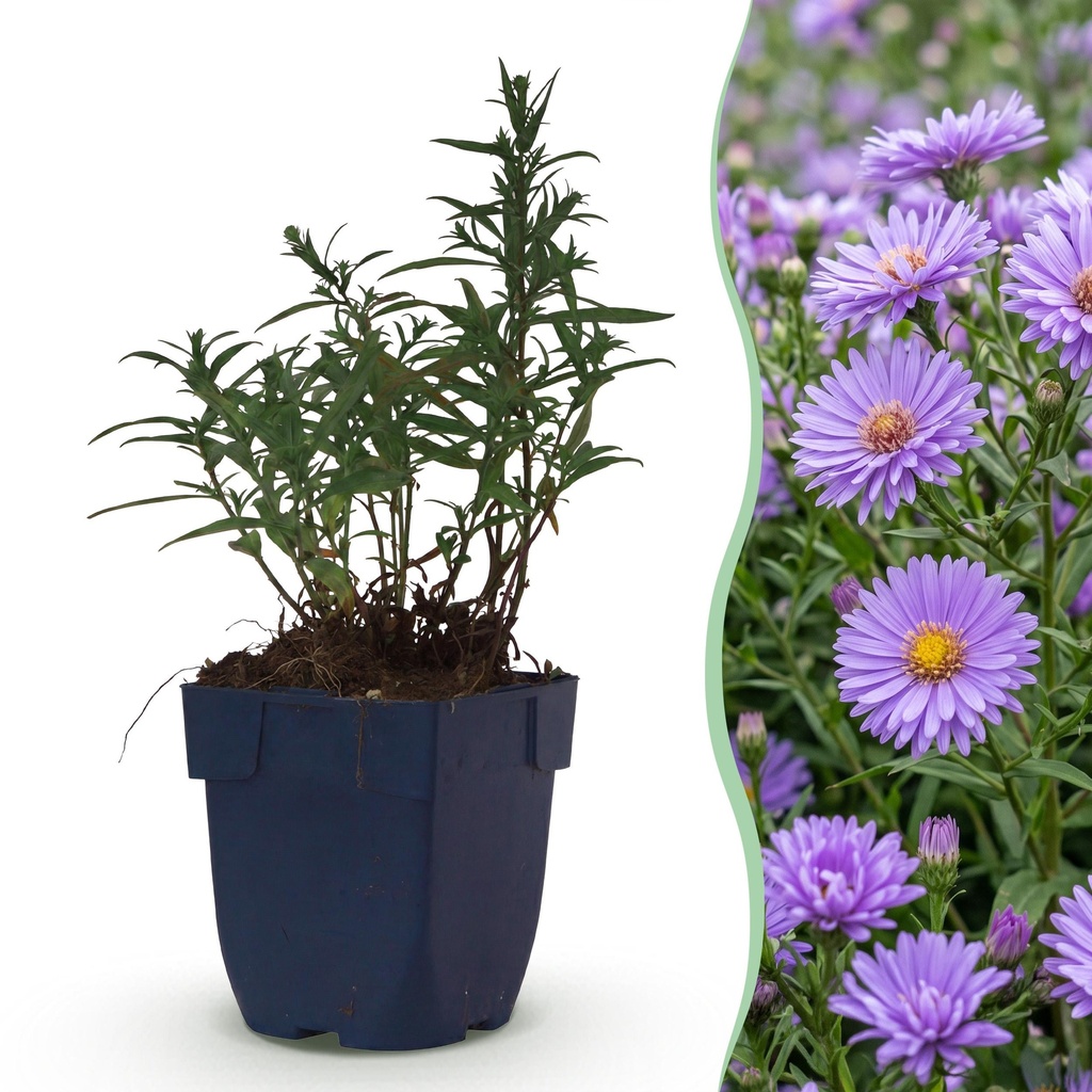 Staude - Aster (D) Mittelmeer - Strandaster - Bienen und Schmetterlingsanwerfer - Lila - 1 Pflanze - Topf 11cm - Höhe 15-25cm