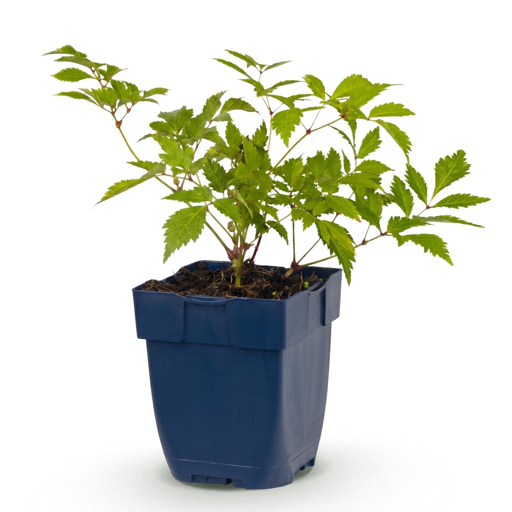 Stauden - Astilbe (J) Deutschland - Prachtspirea - Schatten - Weiß - 1 Pflanze - Topf 11cm - Höhe 15-25cm
