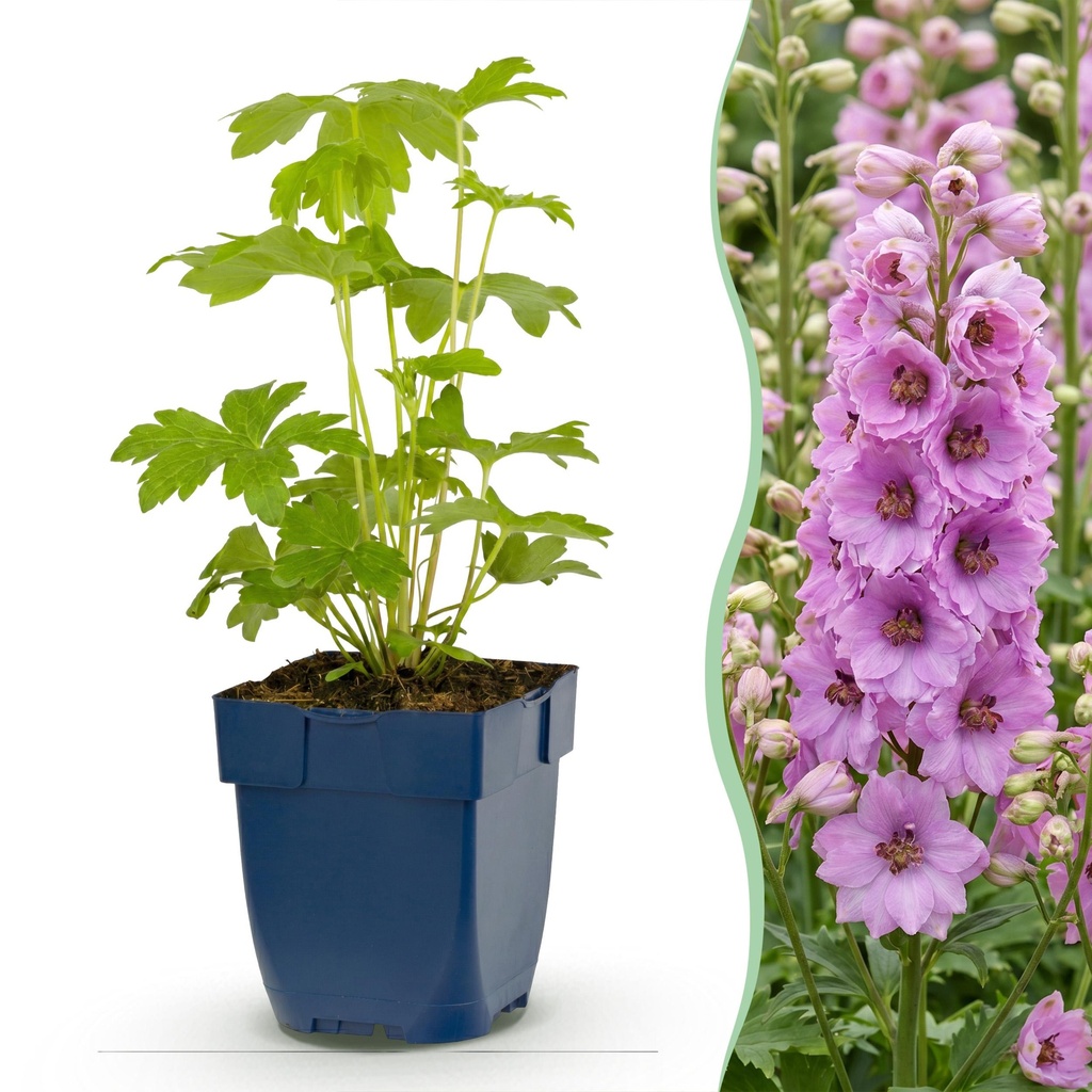 Stauden - Delphinium (P) Astolat - Rittersporn - Bienen- und Schmetterlingsmagneten - Rosa - 1 Pflanze - Topf 11cm - Höhe 15-25cm