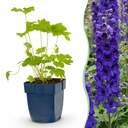Stauden - Delphinium (P) Black Knight - Rittersporn - Bienen- und Schmetterlingsmagnete - Lila - 1 Pflanze - Topf 11cm - Höhe 15-25cm