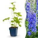 Stauden - Delphinium (P) Blue Bird - Rittersporn - Bienen- und Schmetterlingsanzieher - Blau - 1 Pflanze - Topf 11cm - Höhe 15-25cm