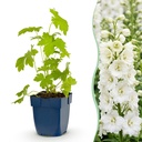 Stauden - Delphinium (P) Galahad - Rittersporn - Bienen- und Schmetterlingsmagneten - Weiß - 1 Pflanze - Topf 11cm - Höhe 15-25cm