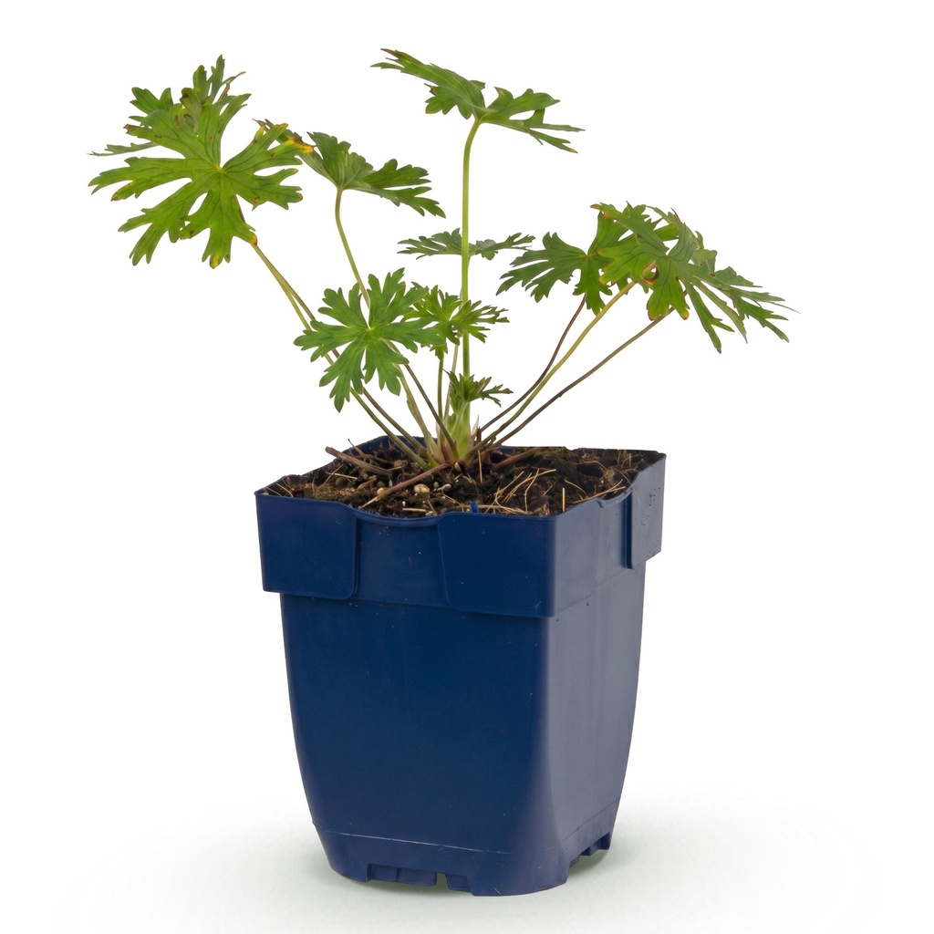 Stauden - Geranium Johnson's Blue - Storchschnabel - Bodendecker - Blau - 1 Pflanze - Topf 11cm - Höhe 15-25cm