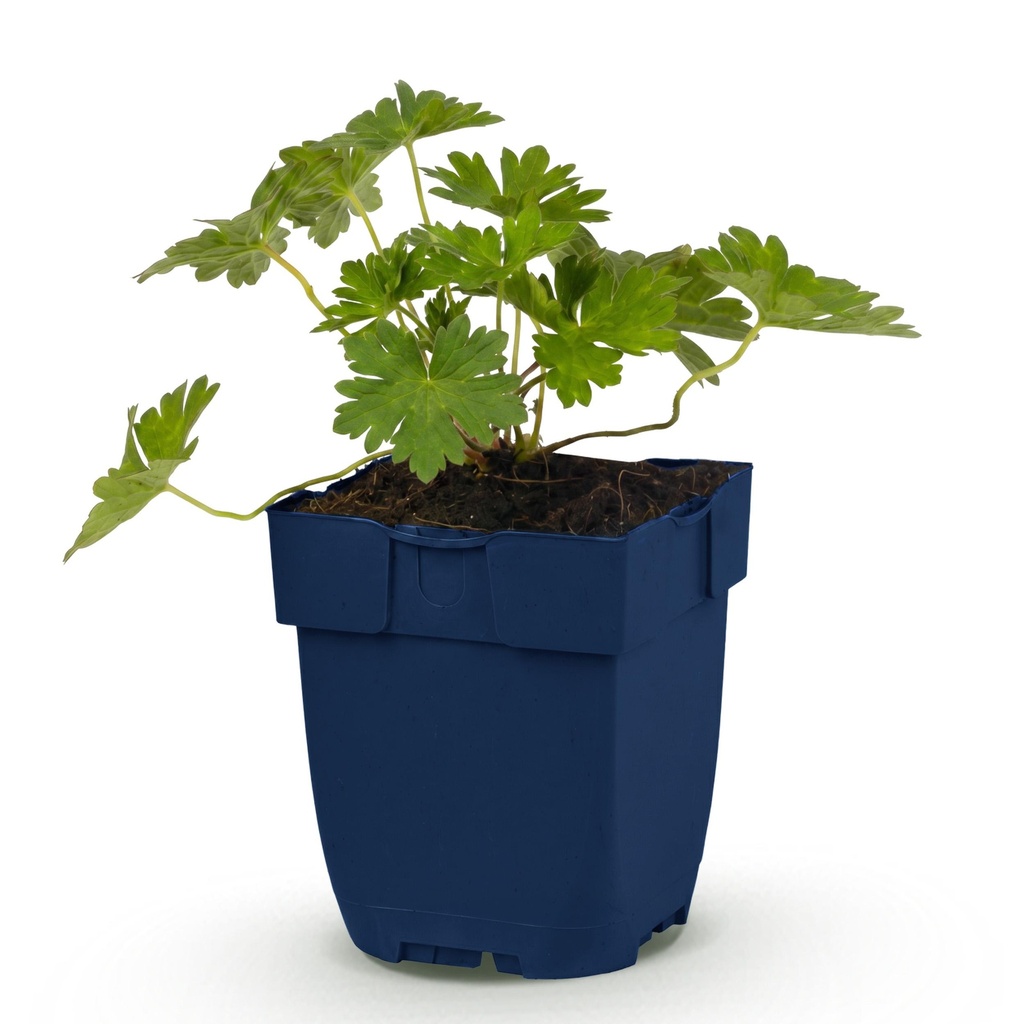Stauden - Geranium 'Rozanne' - Storchschnabel - Bodendecker - Blau - 1 Pflanze - Topf 11cm - Höhe 15-25cm