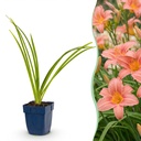 Staude - Hemerocallis Pink Damask - Taglilie - Bienen- und Schmetterlingsliebhaber - Rosa - 1 Pflanze - Topf 11cm - Höhe 15-25cm