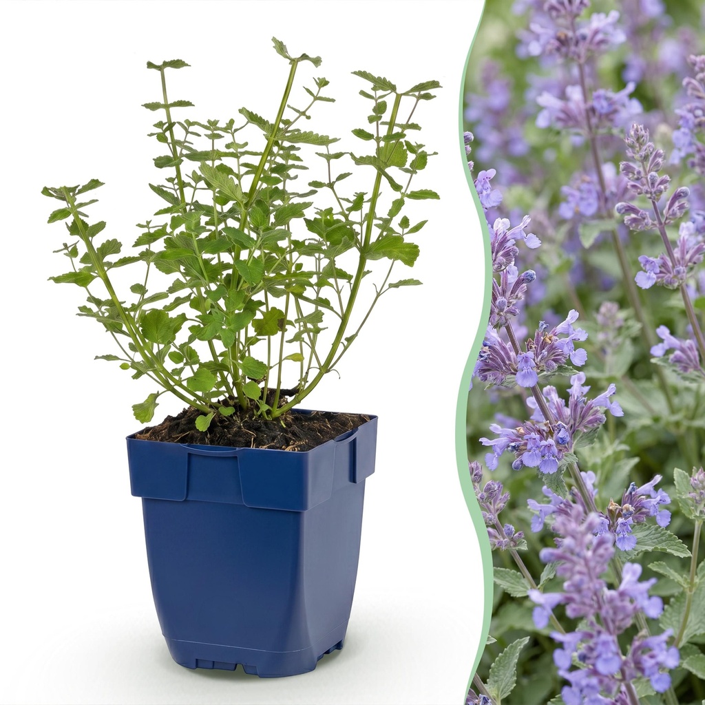 Stauden - Nepeta faassenii Walker's Low - Katzenminze - Bienen- und Schmetterlingsanziehung - Blau - 1 Pflanze - Topf 11cm - Höhe 15-25cm