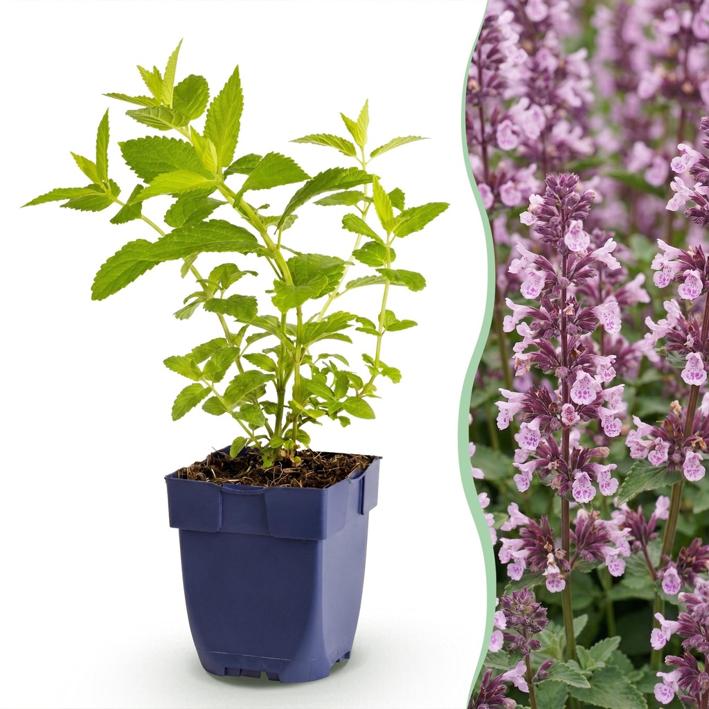 Stauden - Nepeta sib. Wild Orchid - Katzenminze - Bienen- und Schmetterlingsanwerfer - Rosa - 1 Pflanze - Topf 11cm - Höhe 15-25cm