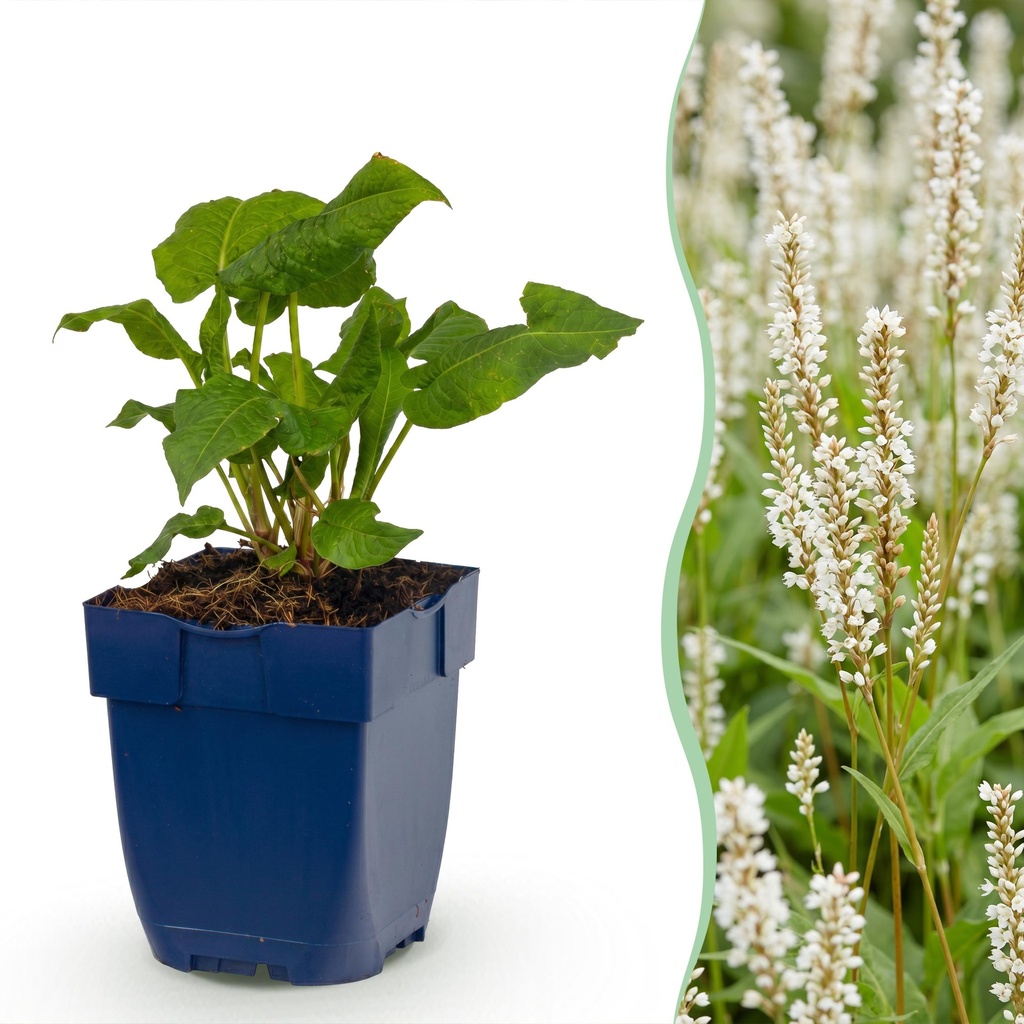 Stauden - Persicaria ampl. Alba - Knöterich - Schatten - Weiß - 1 Pflanze - Topf 11cm - Höhe 15-25cm
