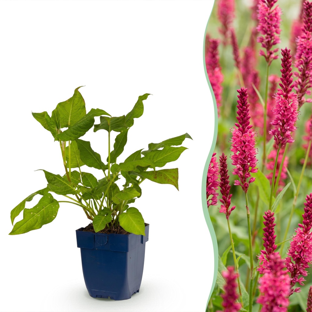 Stauden - Persicaria amplexicaulis - Knöterich - Schatten - Rot - 1 Pflanze - Topf 11cm - Höhe 15-25cm