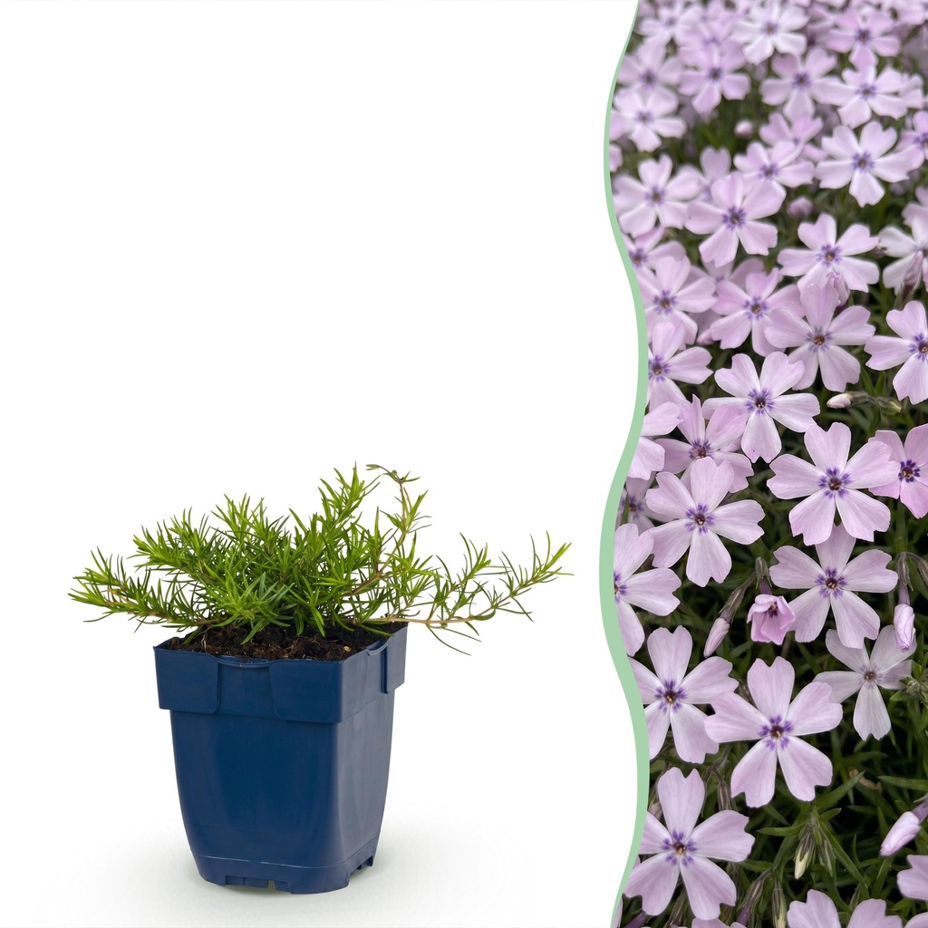 Stauden - Phlox Benita - Flammenblume - Bodendecker - Blau - 1 Pflanze - Topf 11cm - Höhe 15-25cm