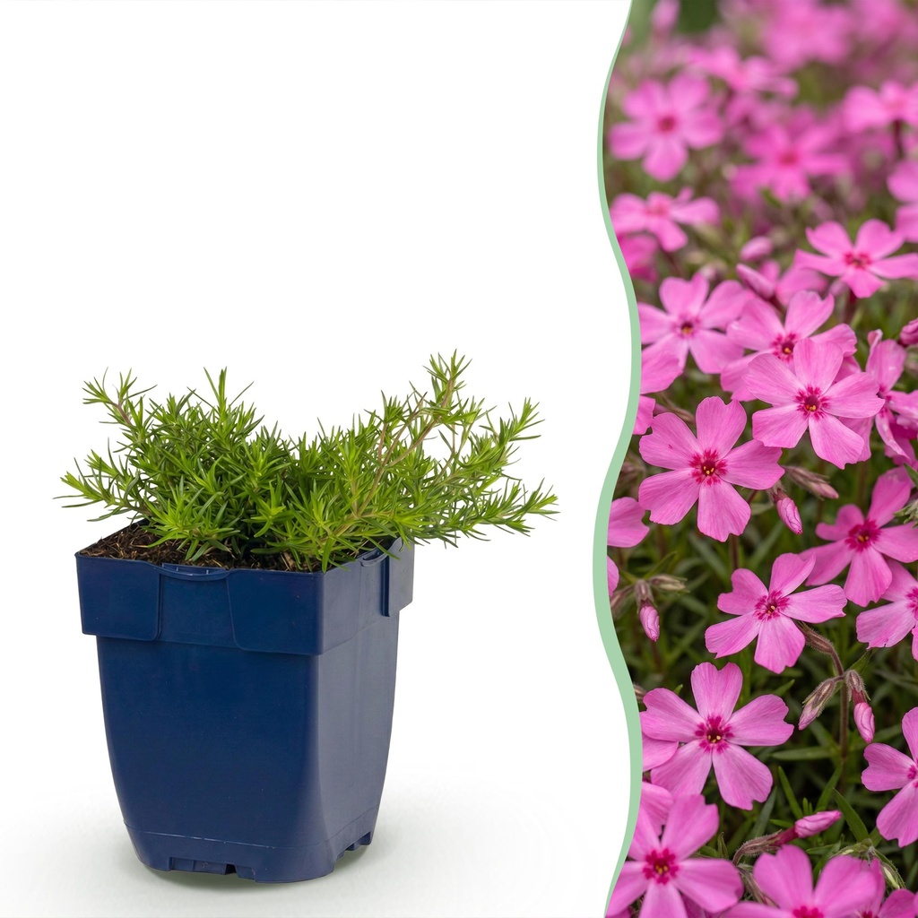 Stauden - Phlox MacDaniel's Cushion - Flammenblume - Bodendecker - Dunkelrosa - 1 Pflanze - Topf 11cm - Höhe 15-25cm