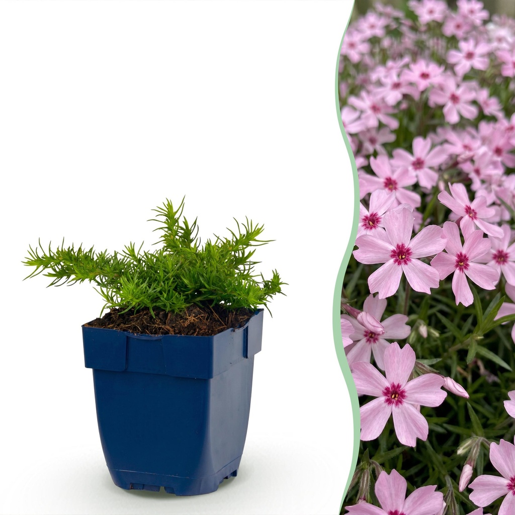 Stauden - Phlox Rosette - Flammenblume - Bodendecker - Rosa - 1 Pflanze - Topf 11cm - Höhe 15-25cm