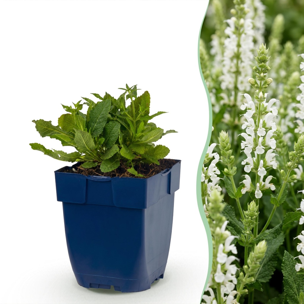 Staude - Salvia nem. Schneehügel - Salbei - Bienen- und Schmetterlingsmagnet - Weiß - 1 Pflanze - Topf 11cm - Höhe 15-25cm