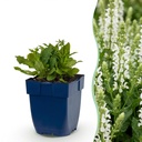 Steppensalbei (Salvia nemorosa) – winterharte Staude, Höhe ca. 11 cm