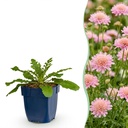 Staude - Scabiosa col. Pink Mist - Taubenkraut - Bienen- und Schmetterlingszieher - Rosa - 1 Pflanze - Topf 11cm - Höhe 15-25cm