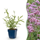 Stauden - Verbena bonariensis Lollipop - Eisenkraut - Bienen- und Schmetterlingsanzieher - Lila - 1 Pflanze - Topf 11cm - Höhe 15-25cm