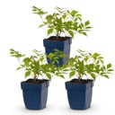 Peperoni (Perennial) – winterharte Nutzpflanze, Höhe ca. 11 cm