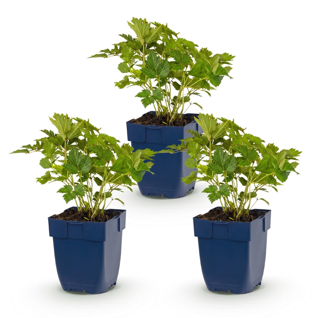 Perennial - Astilbe chin. Pumila - Plume Spiraea - Shade - Purple - 3 Plants - Pot 11cm - Height 15-25cm