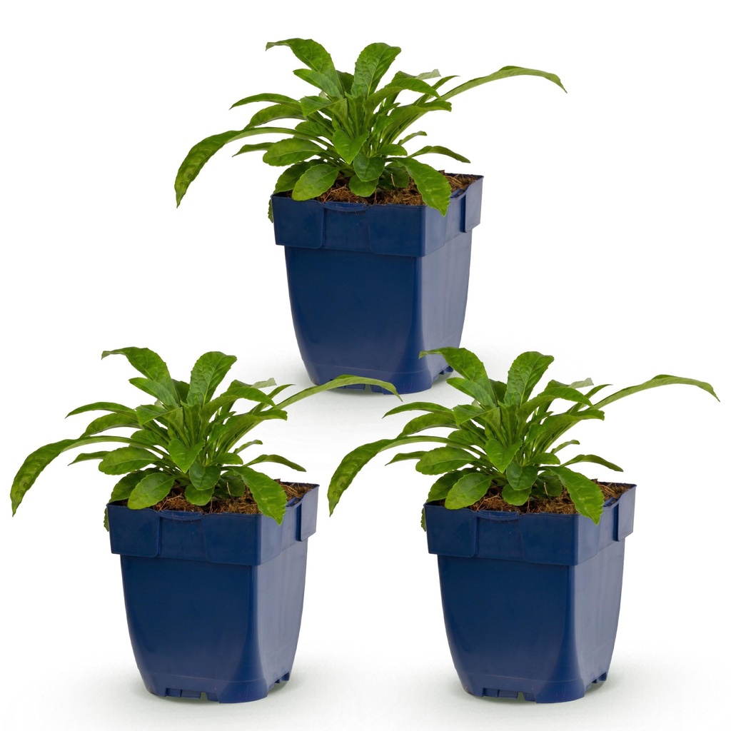 Perennial - Campanula pers. Alba - Peachleaf Bellflower - Bee and Butterfly Attractors - White - 3 Plants - Pot 11cm - Height 15-25cm