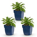 Perennial - Campanula persicifolia - Peach Leaf Bellflower - Bee and Butterfly Attractors - Blue - 3 Plants - Pot 11cm - Height 15-25cm