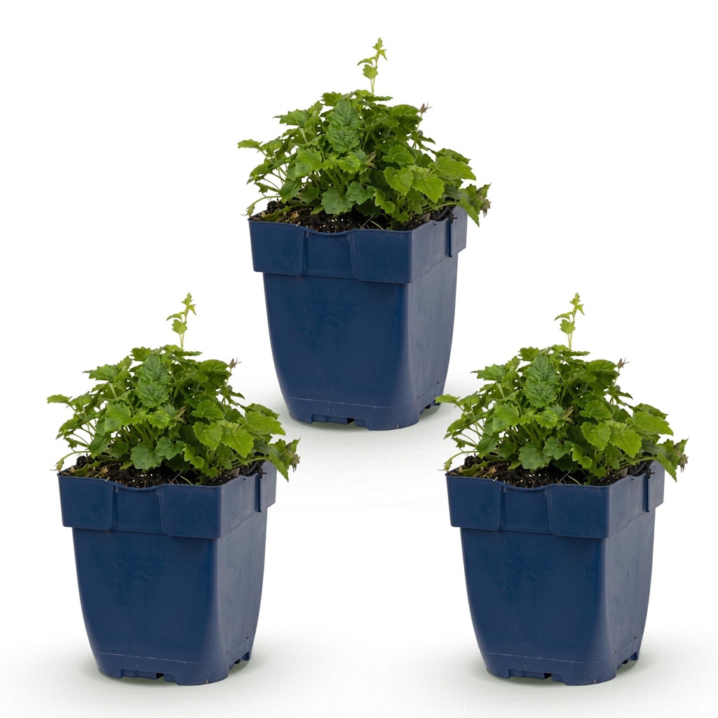 Perennial - Campanula posch. Lisduggan Variety - Peachleaf Bellflower - Ground Cover - White - 3 Plants - Pot 11cm - Height 15-25cm