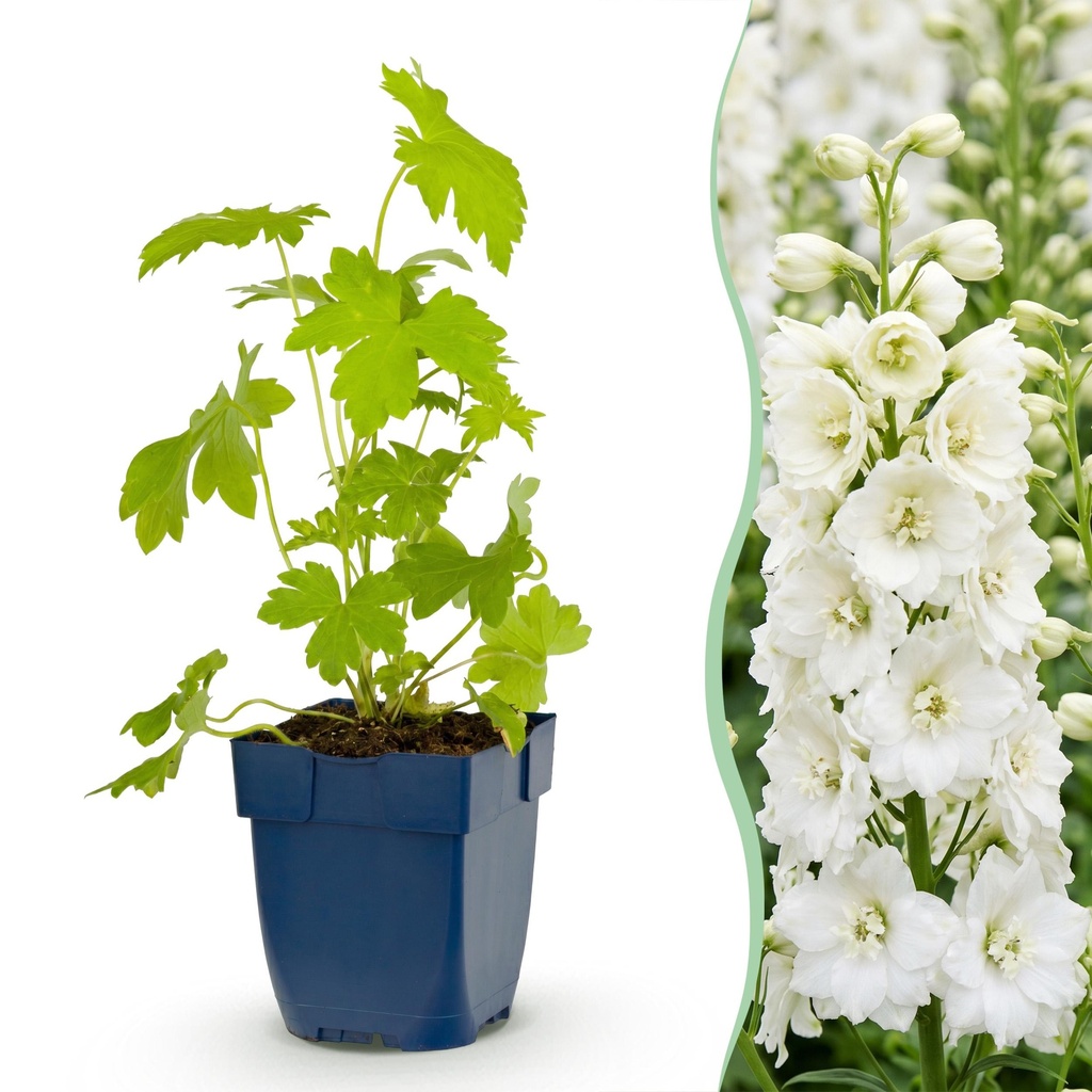 Perennial - Delphinium (P) Galahad - Larkspur - Bee and Butterfly Attractors - White - 3 Plants - Pot 11cm - Height 15-25cm