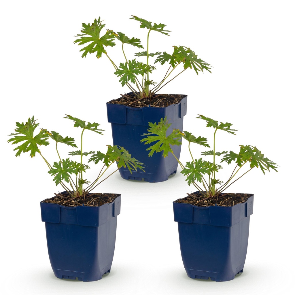 Perennial - Geranium Johnson's Blue - Crane's Bill - Ground Cover - Blue - 3 Plants - Pot 11cm - Height 15-25cm