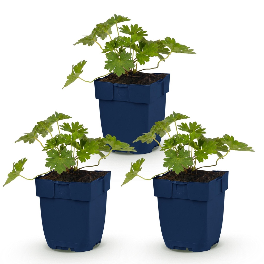 Perennial - Geranium 'Rozanne' - Crane's Bill - Ground Cover - Blue - 3 Plants - Pot 11cm - Height 15-25cm