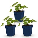 Peperoni 'Rozanne' (Perennial) – winterharte Fruchtpflanze, Höhe ca. 11 cm