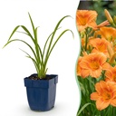 Perennial - Hemerocallis Mauna Loa - Daylily - Bee and Butterfly Attractors - Orange - 3 Plants - Pot 11cm - Height 15-25cm