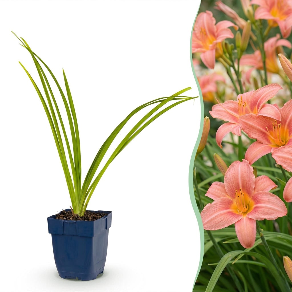 Perennial - Hemerocallis Pink Damask - Daylily - Bee and Butterfly Attractors - Pink - 3 Plants - Pot 11cm - Height 15-25cm